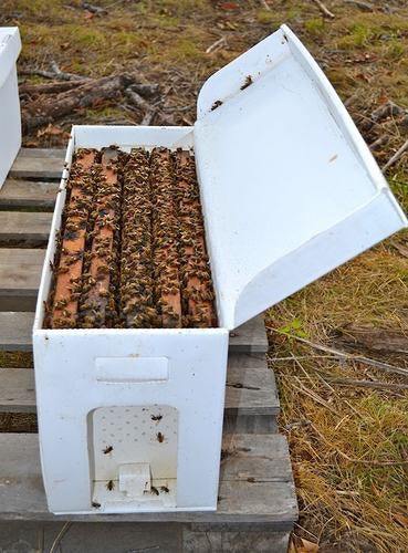 Nucleus Hive (Nucs) - 2026 - 5 Frame