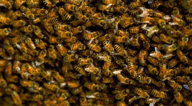 Full Single Box Hive with Live Bees – 10 Frames