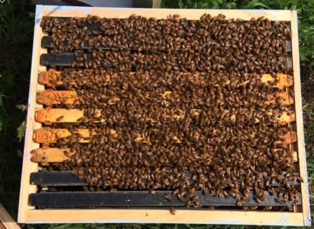 Full Single Box Hive with Live Bees – 10 Frames