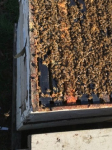 Full Single Box Hive with Live Bees – 10 Frames