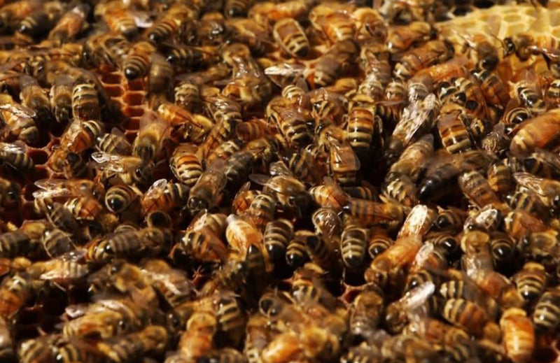 Bee Packages - Australian - Tasmanian 2026