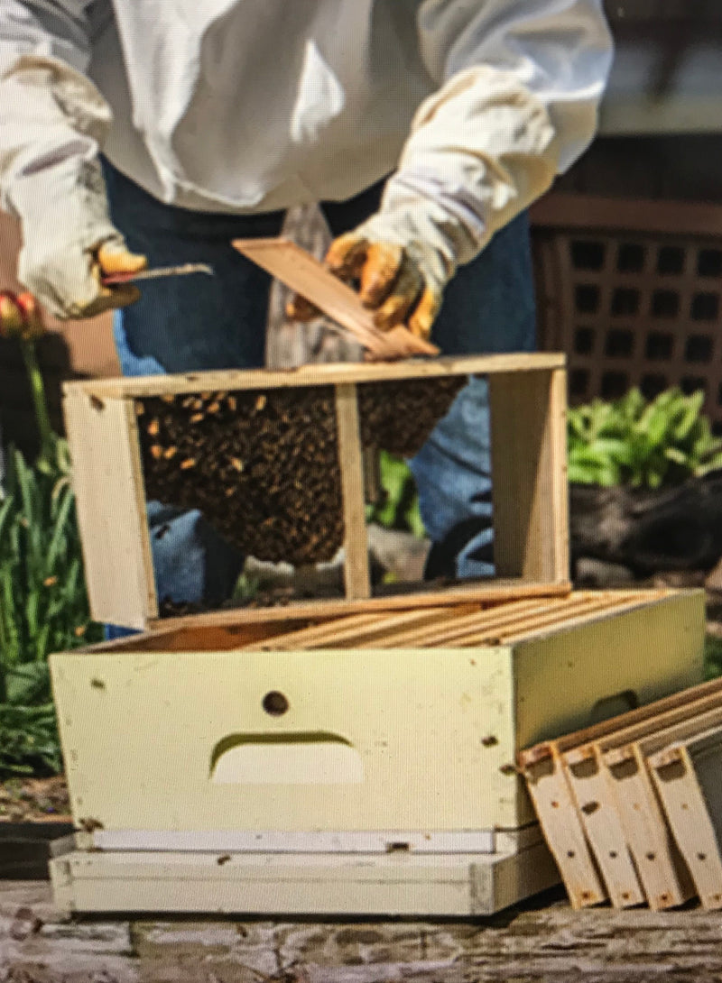 Bee Packages - Australian - Tasmanian 2026