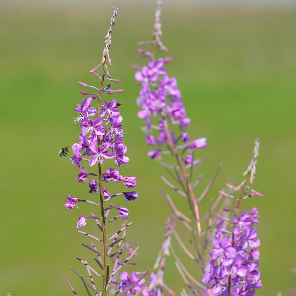 Fireweed Honey