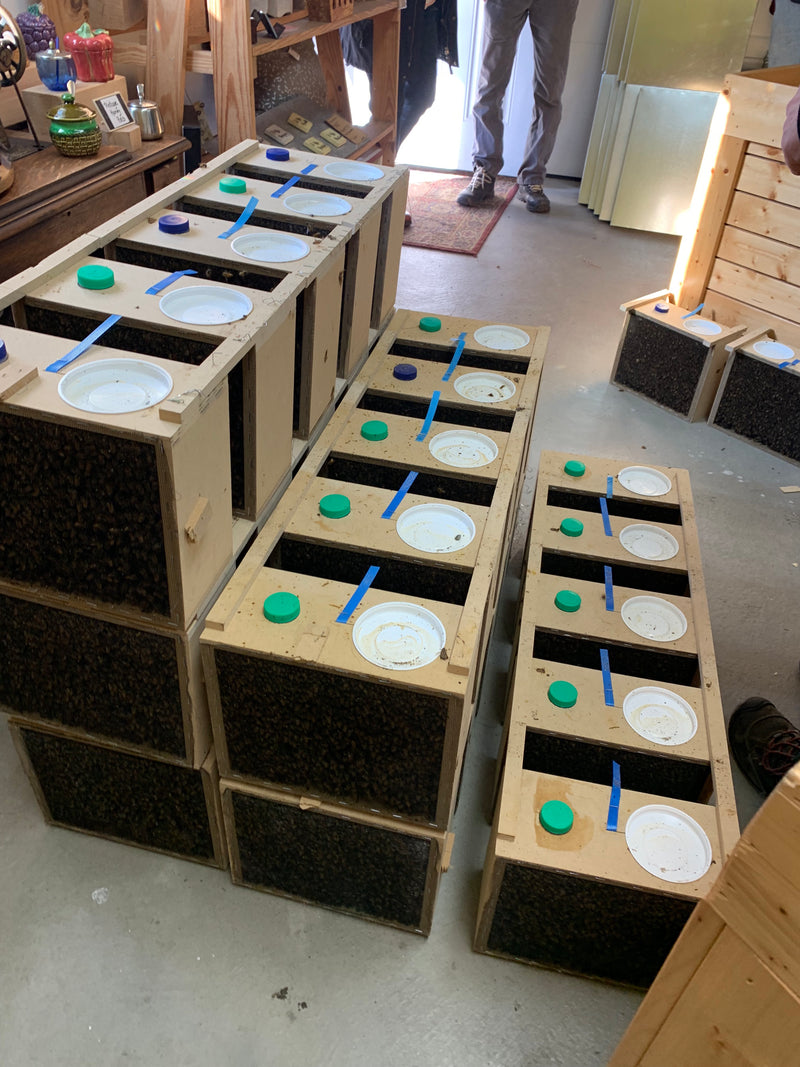 Bee Packages - Australian - Tasmanian 2026